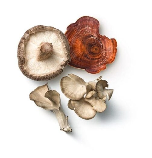 Maitake shiitake reishi seene kapslid