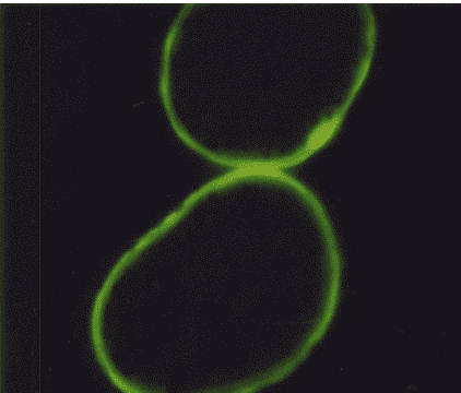 juuksehooldus ilma nisupeptiidideta